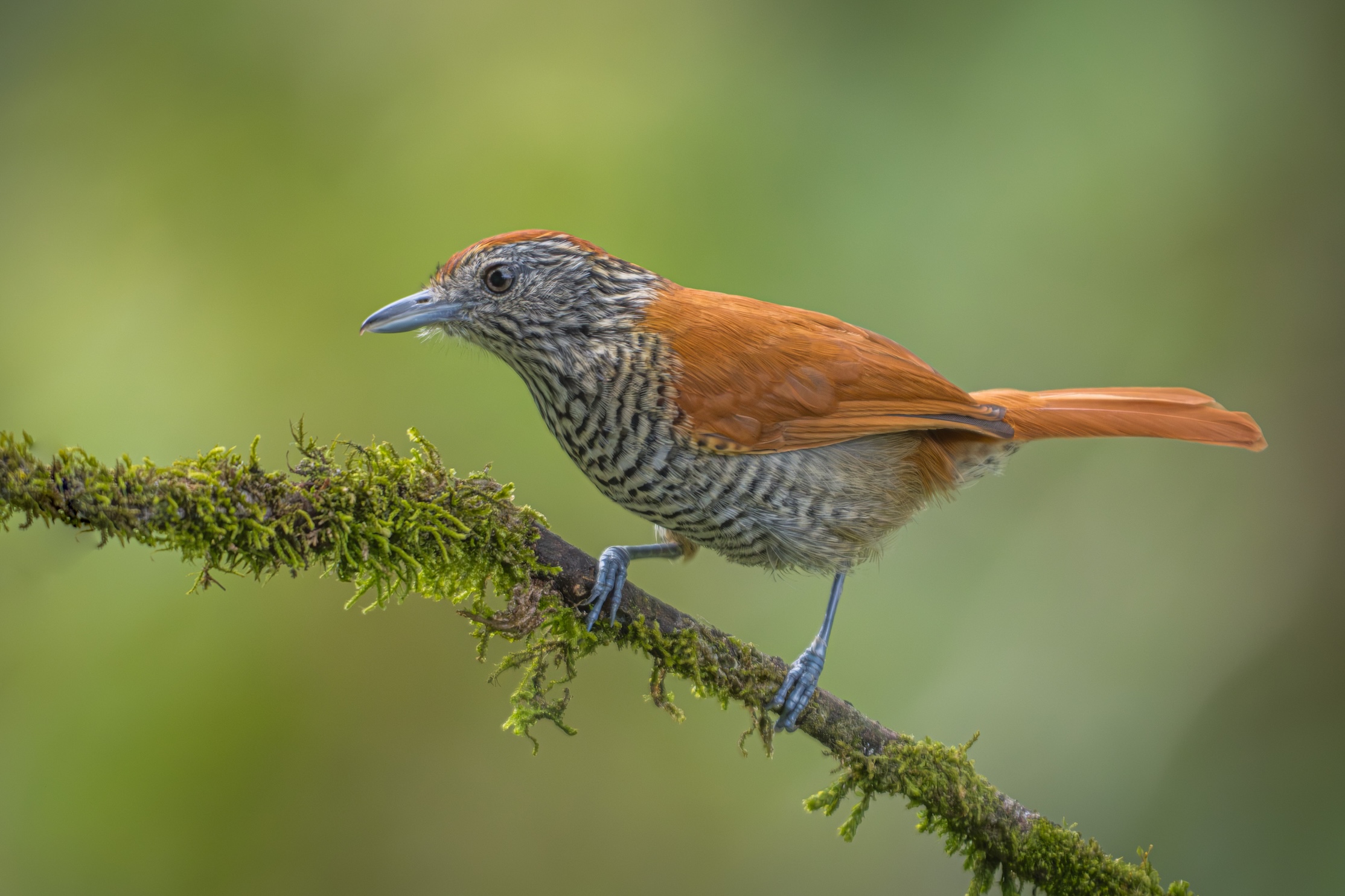 Colors of the Andes: Colombia Bird Photography Tour